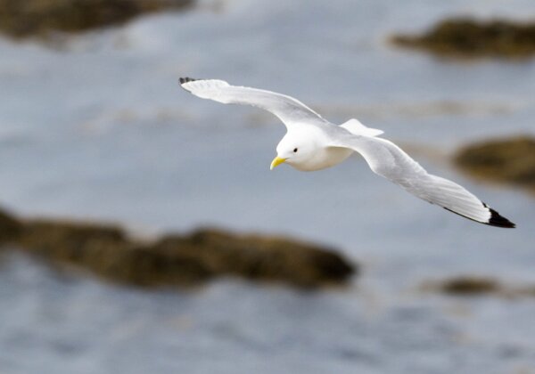 Mouette tridactyle