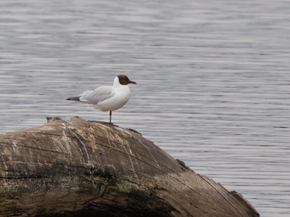 Mouettes rieuses
