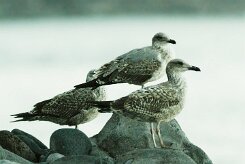 goeland_divers_18-2 null