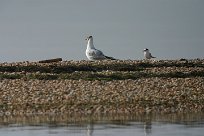 mouette_rieuse__stene_naine_01