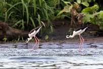 Cigüeñuela de Cuello Negro (Échasse d'Amérique) Tarcoles - Costa Rica