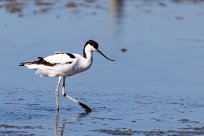 Avocette élégante Avocette élégante