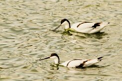 Avocette élégante_737A5967-2 null