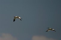 Avocette élégante Avocette élégante