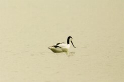 avocette_elegante_03-2 null