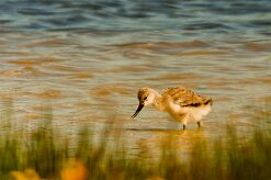 avocette_elegante_04 null