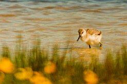 avocette_elegante_05 null