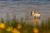 Avocette élégante Avocette élégante