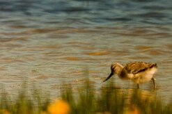 avocette_elegante_06 null