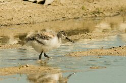 avocette_elegante_07 null