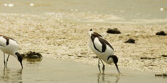 avocette_elegante_08 null