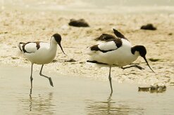 avocette_elegante_09 null