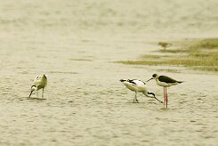 avocette_elegante_echasse_blanche-2 null