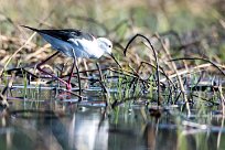 Black-winged Stilt (Echasse blanche) Chief Island