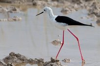 Black-winged Stilt (Échasse blanche) Etosha