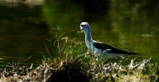 echasse_blanche_02 null