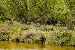 echasse_blanche_04-2 null