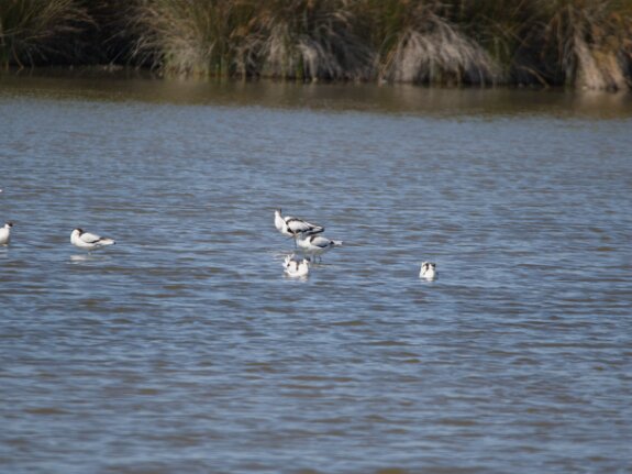 Avocette elegante
