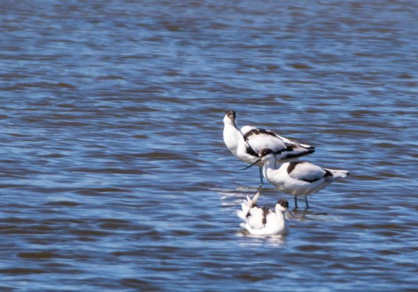 Avocette elegante