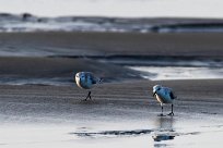 Correlimos de Alaska (Bécasseau d'Alaska) Matapalo - Costa Rica