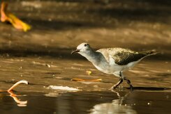 Correlimos tridáctilo (Bécasseau sanderling)_231118_3885-2 null