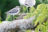 Agujeta gris (Bécassin à bec court) Tarcoles - Costa Rica