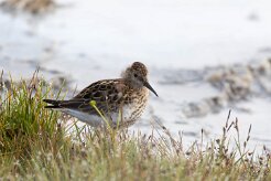 Bécasseau variable Hveravellir