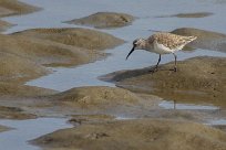 Curlew sandpiper (Bécasseau cocorli) Walvis bay