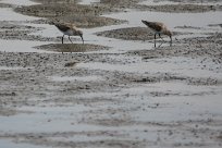 Curlew sandpiper (Bécasseau cocorli) Walvis bay