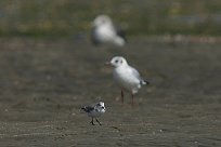 becasseau_sanderling_01