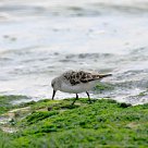 becasseau_sanderling_02