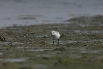 becasseau_sanderling_03