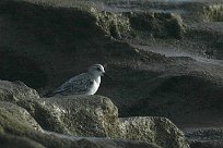 becasseau_sanderling_04