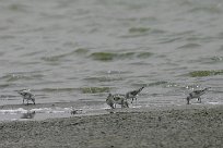 becasseau_sanderling_06