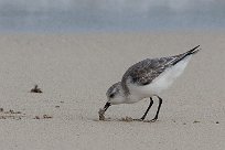 becasseau_sanderling_07