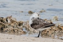 becasseau_sanderling_10