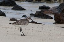 becasseau_sanderling_11