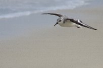 becasseau_sanderling_12