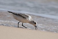 becasseau_sanderling_14