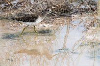 Wood Sandpiper (Chevalier sylvain) Etosha