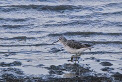 Entre Morbihan et Finistère null