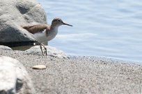 Andarríos solitario (Chevalier solitaire) Golfo Dulce - Costa Rica