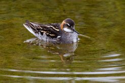 Phalarope à bec étroit Fjords du Nord-Ouest