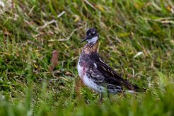 Phalarope à bec étroit Île de Grimsey