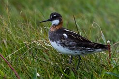 Phalarope à bec étroit Île de Grimsey