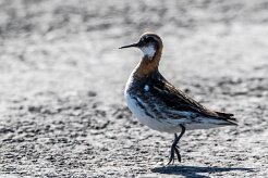 Phalarope à bec étroit Île de Grimsey
