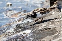 Ruddy Turnstone (Tournepierre à collier) Ruddy Turnstone (Tournepierre à collier)