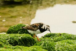 tournepierre_a_collier_01-2 null