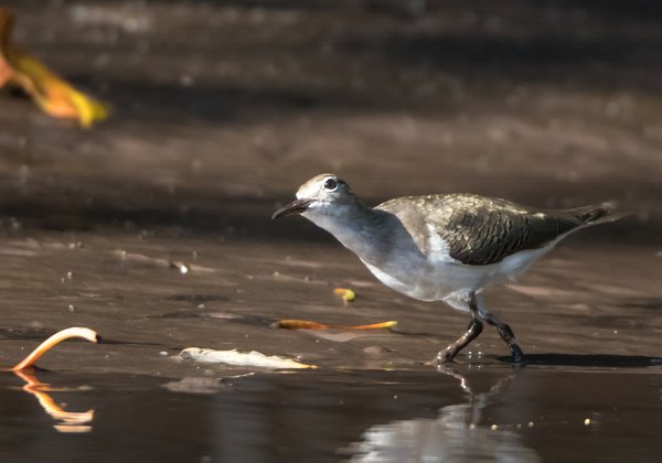 Bécasseau sanderling