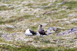 Labbe parasite Péninsule de Tröllaskagi